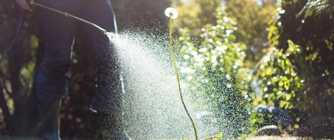 Post emergent being applied to a dandelion in a lawn by a professional in Arlington, VA.