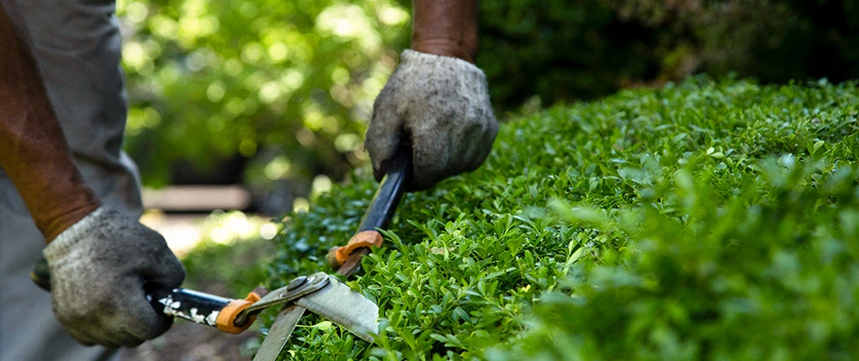 Man with gloves is holding trimmers up close trimming a shrub with a blurred background.